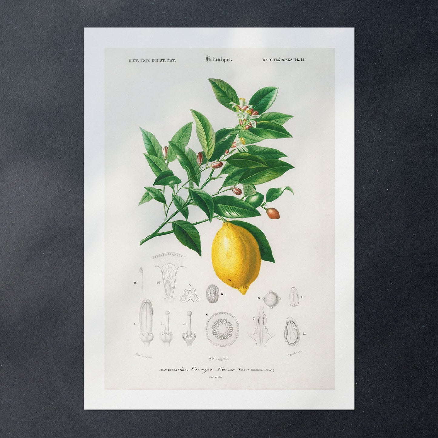 Citrus illustration poster