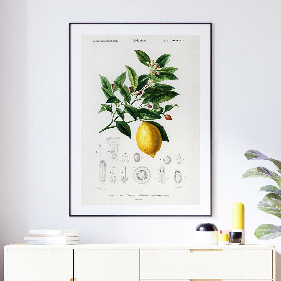 Citrus Limonium framed print by Charles Dessalines D'Orbigny
