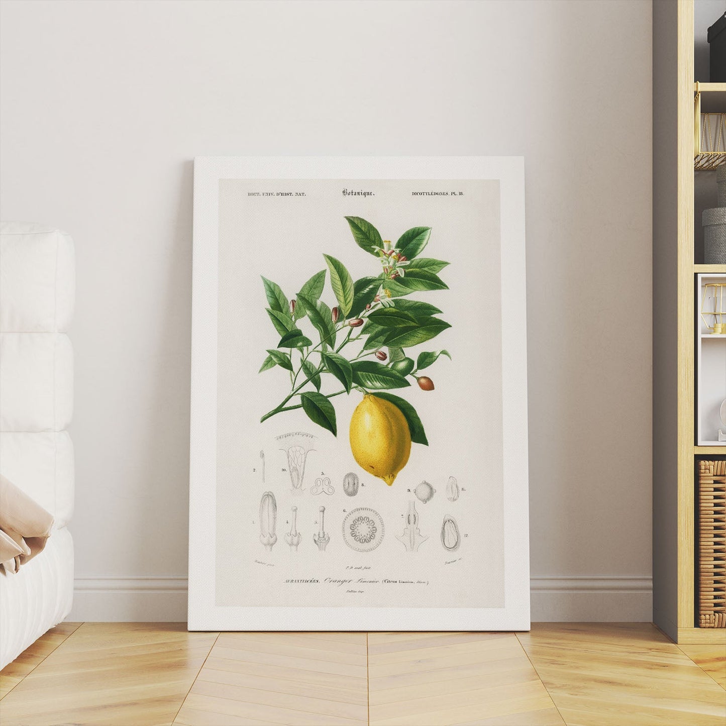 Canvas wall art featuring a botanical lemon illustration