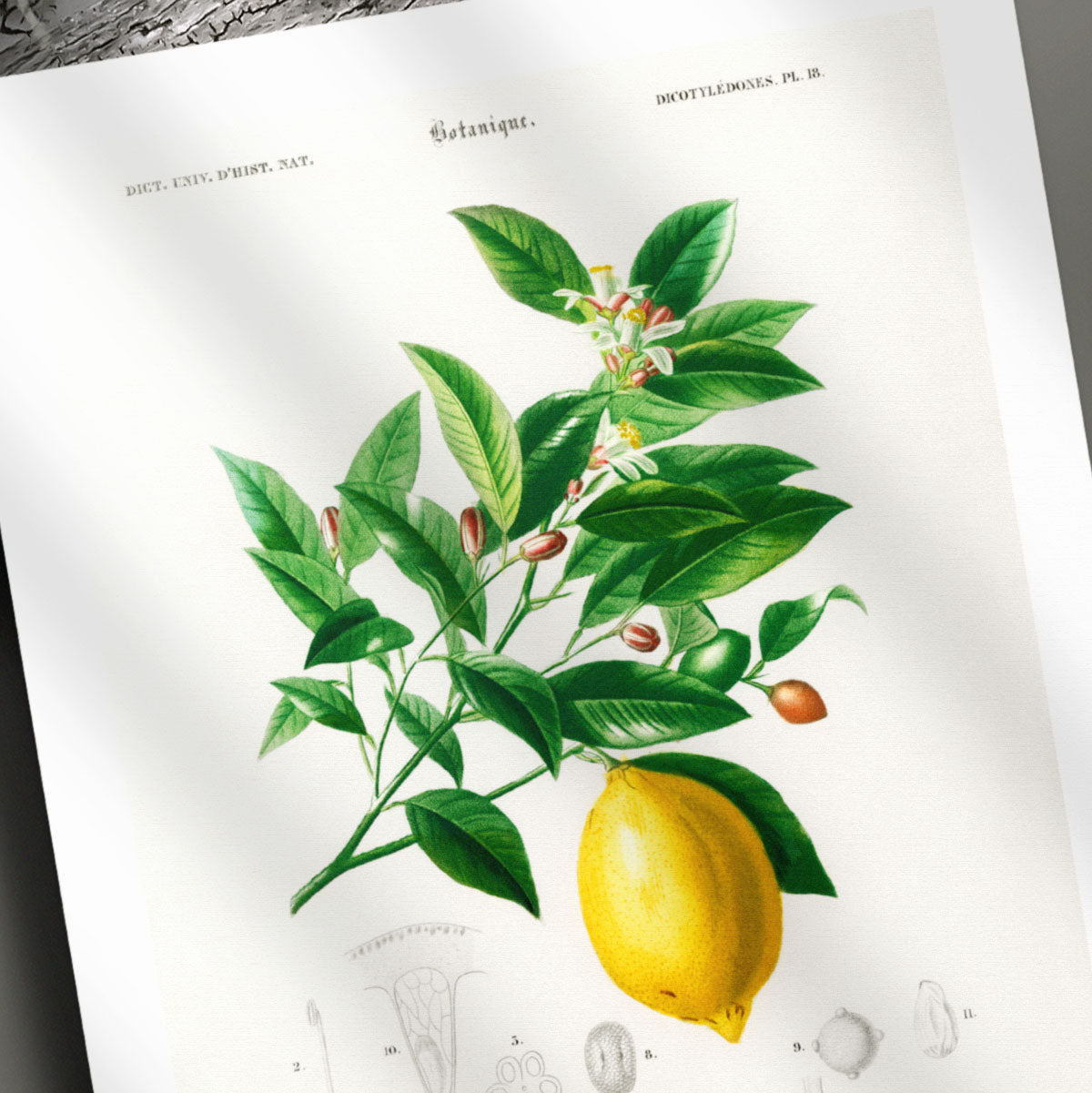 Close up of botanical illustration of a lemon