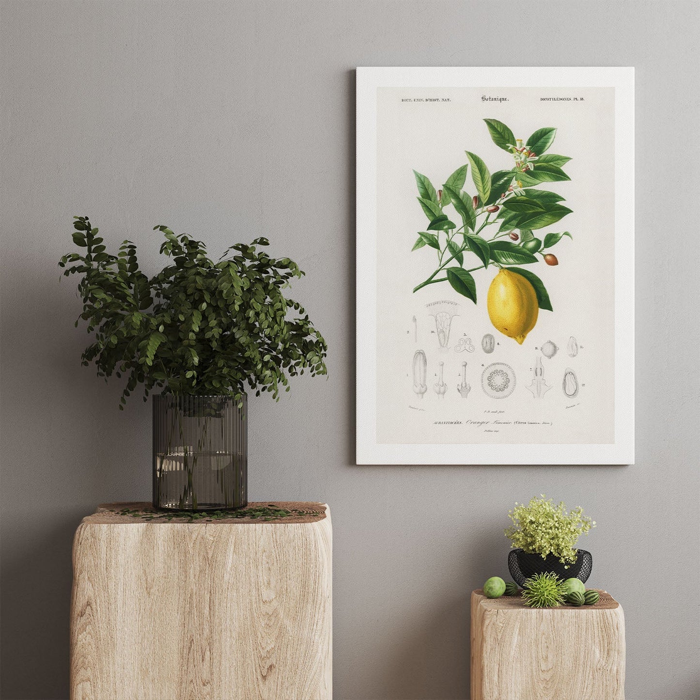 Botanical illustration of a lemon printed on canvas