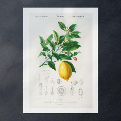 Citrus illustration poster