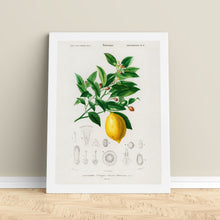 Load image into Gallery viewer, Citrus Fruit Canvas Print for Kitchen
