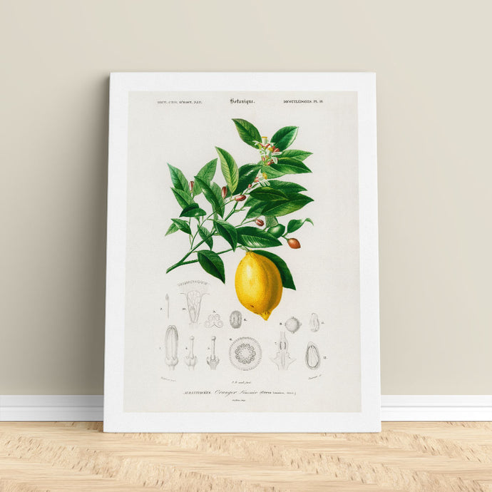 Citrus Fruit Canvas Print for Kitchen