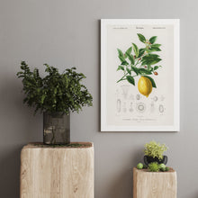 Load image into Gallery viewer, Botanical illustration of a lemon printed on canvas
